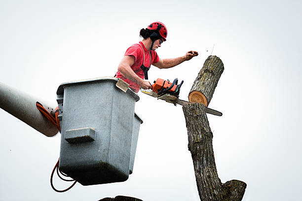 How Our Tree Care Process Works  in  Mount Gilead, NC